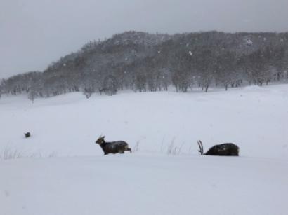 海东：“冰雪+”释放高质量发展“热动能”