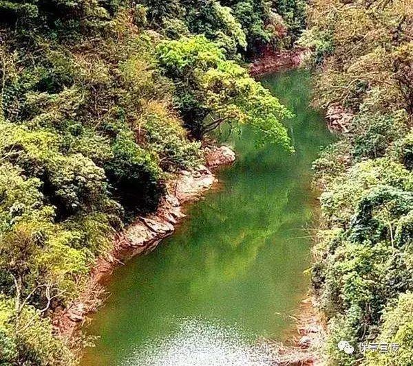 寻找奈良树花